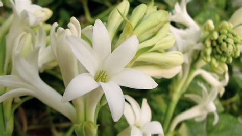 what does tuberose smell like